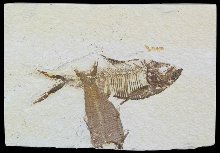 Diplomystus and Knightia Fossil Fish - Wyoming #51828